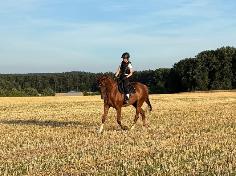 Englisches Vollblut Stute 5 Jahre 166 cm Fuchs in Reken