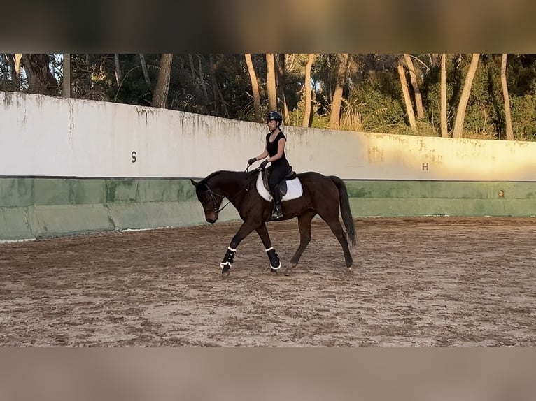 Englisches Vollblut Stute 5 Jahre 170 cm Brauner in Barcelona