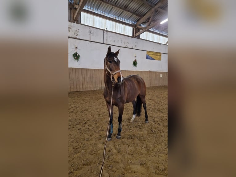 Englisches Vollblut Stute 6 Jahre 150 cm Brauner in DelligsenDelligsen