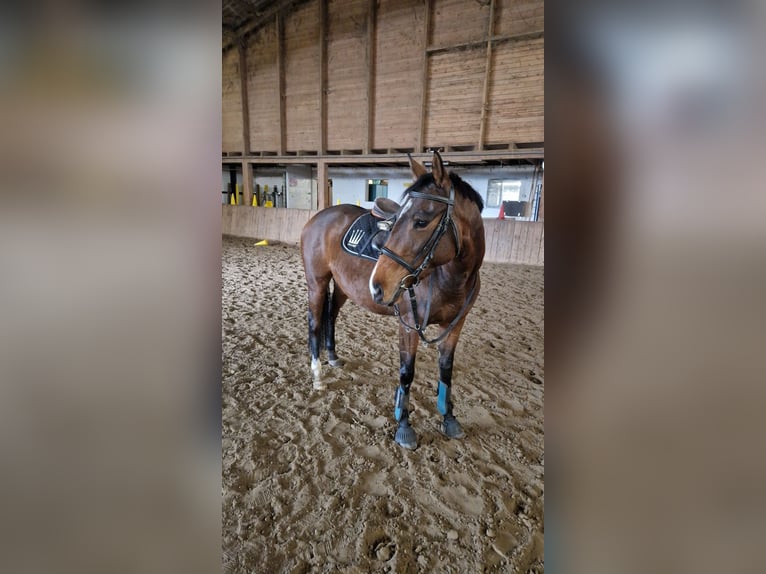 Englisches Vollblut Stute 6 Jahre 150 cm Brauner in DelligsenDelligsen