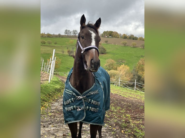 Englisches Vollblut Stute 6 Jahre 151 cm Rotbrauner in Quirnbach