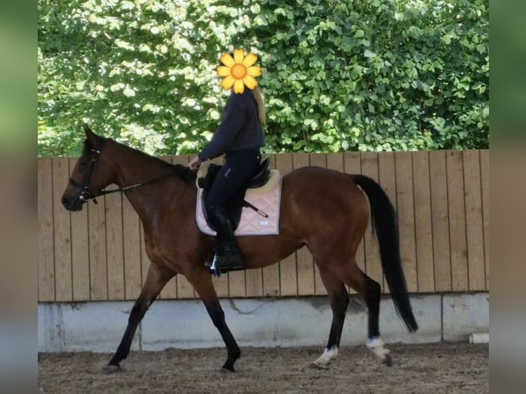 Englisches Vollblut Stute 6 Jahre 158 cm Brauner in Bietigheim-Bissingen