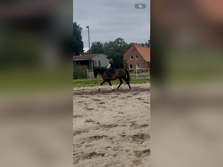 Englisches Vollblut Stute 6 Jahre 159 cm Dunkelbrauner in Suderburg
