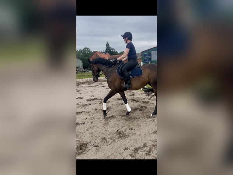 Englisches Vollblut Stute 6 Jahre 159 cm Dunkelbrauner in Suderburg