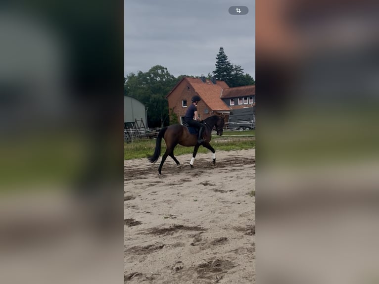 Englisches Vollblut Stute 6 Jahre 159 cm Dunkelbrauner in Suderburg