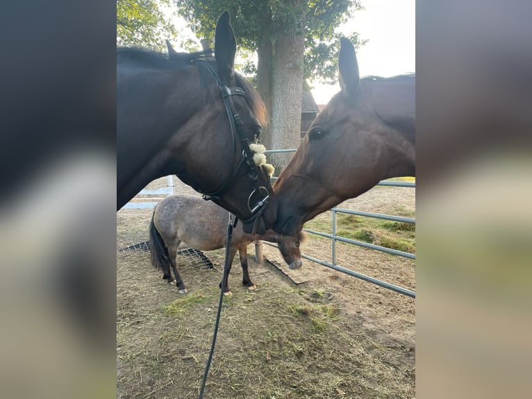 Englisches Vollblut Stute 6 Jahre 159 cm Dunkelbrauner in Suderburg