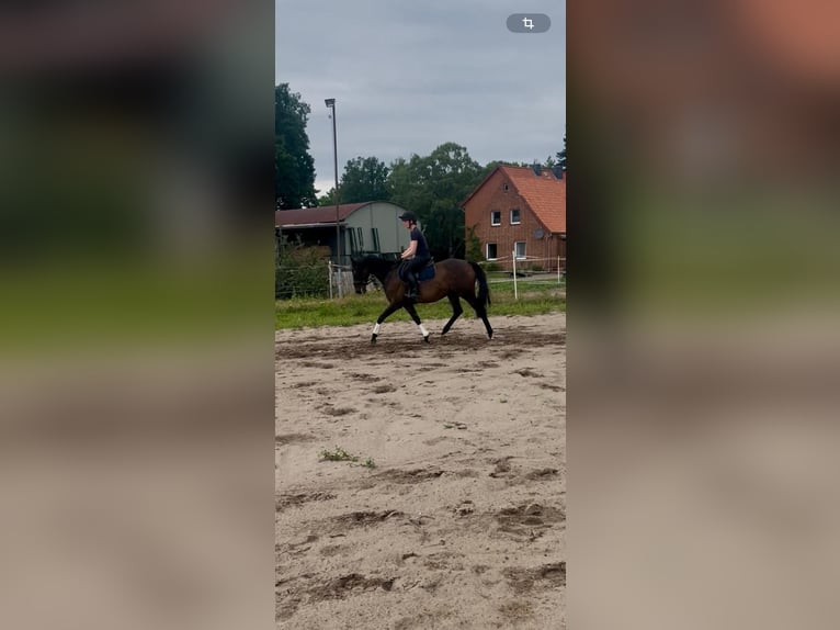 Englisches Vollblut Stute 6 Jahre 159 cm Dunkelbrauner in Suderburg