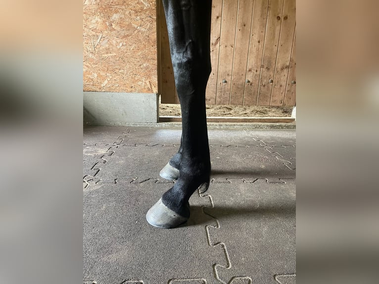 Englisches Vollblut Stute 6 Jahre 159 cm Dunkelbrauner in Suderburg