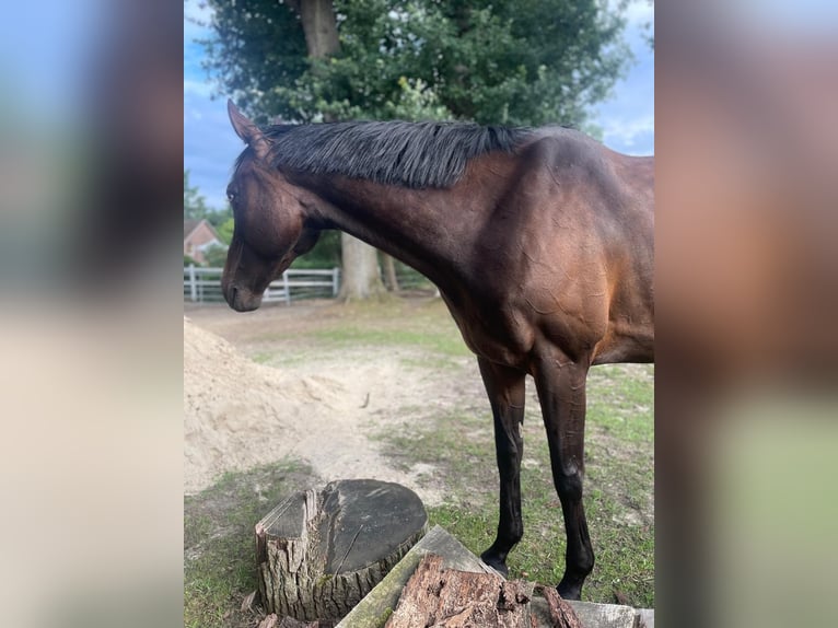 Englisches Vollblut Stute 6 Jahre 159 cm Dunkelbrauner in Suderburg