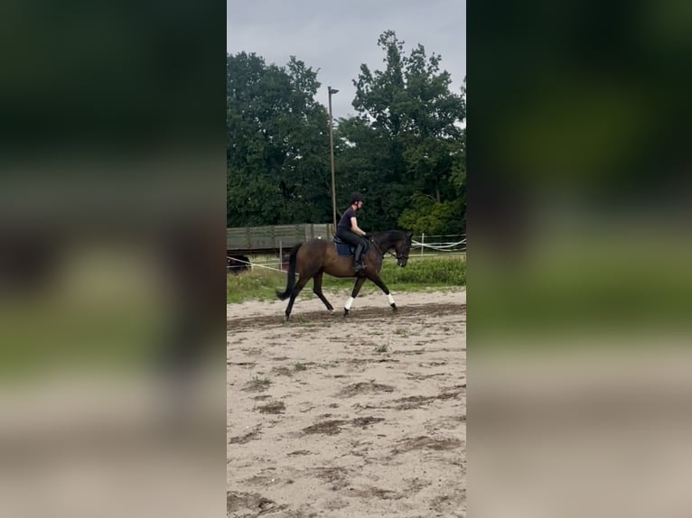 Englisches Vollblut Stute 6 Jahre 159 cm Dunkelbrauner in Suderburg
