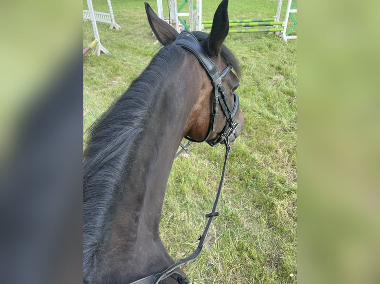 Englisches Vollblut Stute 6 Jahre 159 cm Dunkelbrauner in Suderburg