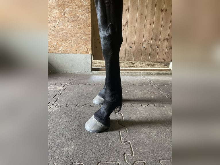 Englisches Vollblut Stute 6 Jahre 159 cm Dunkelbrauner in Suderburg