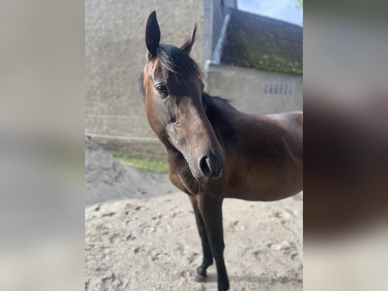 Englisches Vollblut Stute 6 Jahre 159 cm Dunkelbrauner in Suderburg