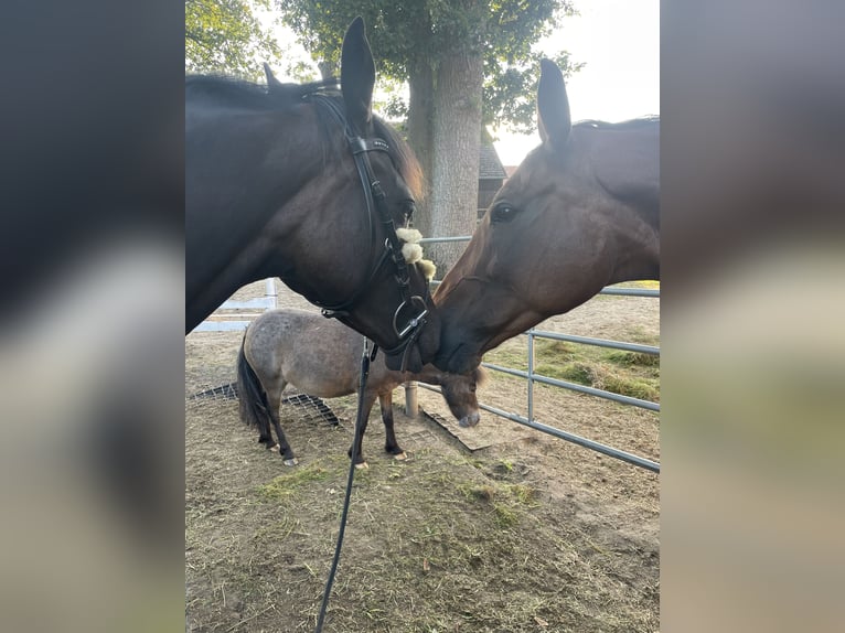 Englisches Vollblut Stute 6 Jahre 159 cm Dunkelbrauner in Suderburg