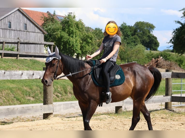 Englisches Vollblut Stute 6 Jahre 160 cm Brauner in Maria Neustift