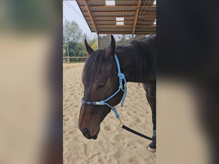 Englisches Vollblut Stute 6 Jahre 160 cm Brauner in Maria Neustift