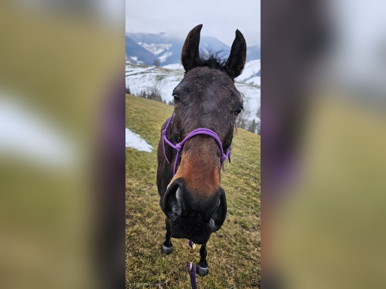 Englisches Vollblut Stute 6 Jahre 160 cm Brauner in Maria Neustift