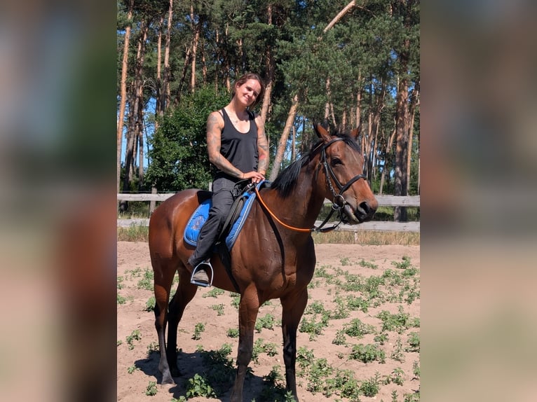 Englisches Vollblut Stute 6 Jahre 160 cm Brauner in Stegelitz