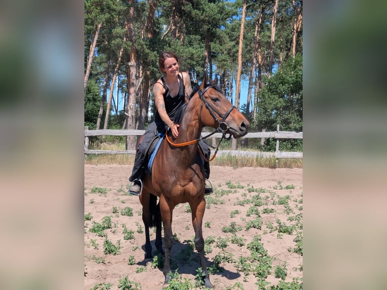 Englisches Vollblut Stute 6 Jahre 160 cm Brauner in Stegelitz