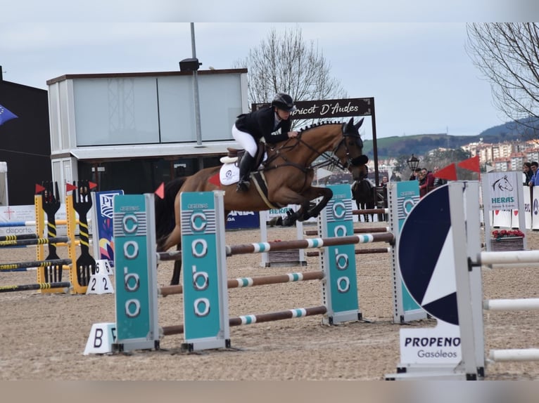 Englisches Vollblut Stute 6 Jahre 160 cm Brauner in Torrelavega