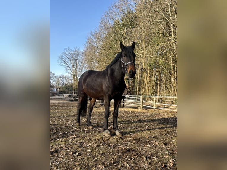 Englisches Vollblut Mix Stute 6 Jahre 160 cm Dunkelbrauner in Geestland