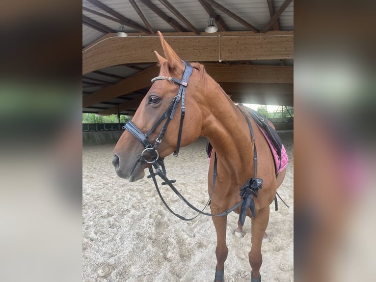 Englisches Vollblut Stute 6 Jahre 160 cm Fuchs in Gründau