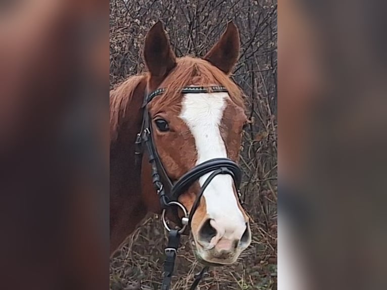Englisches Vollblut Stute 6 Jahre 160 cm Fuchs in Sinzheim