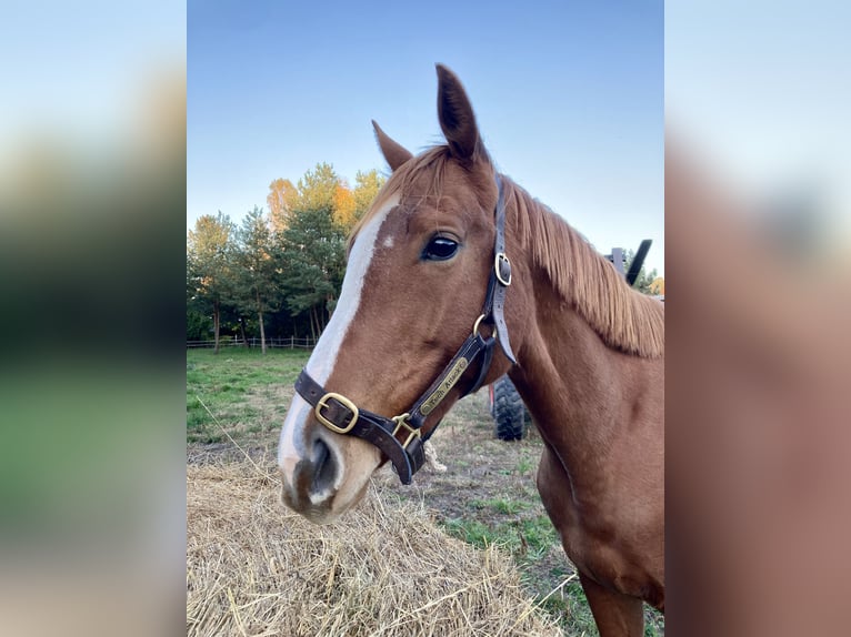 Englisches Vollblut Stute 6 Jahre 160 cm Fuchs in Altlandsberg