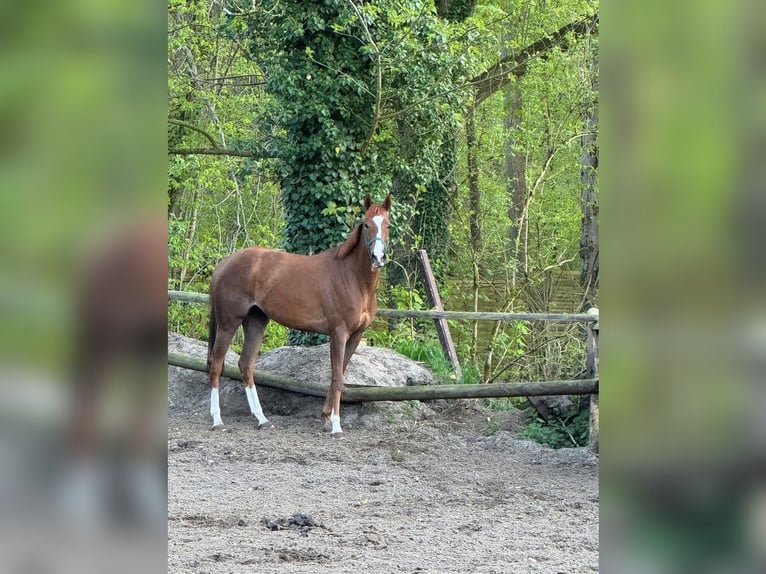 Englisches Vollblut Stute 6 Jahre 160 cm Fuchs in Hamburg Lemsahl-Mellingstedt