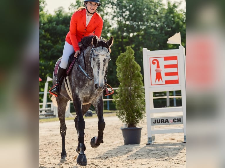 Englisches Vollblut Mix Stute 6 Jahre 160 cm Rappschimmel in Perles