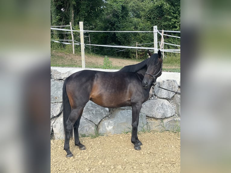 Englisches Vollblut Stute 6 Jahre 161 cm Dunkelbrauner in Feldbach