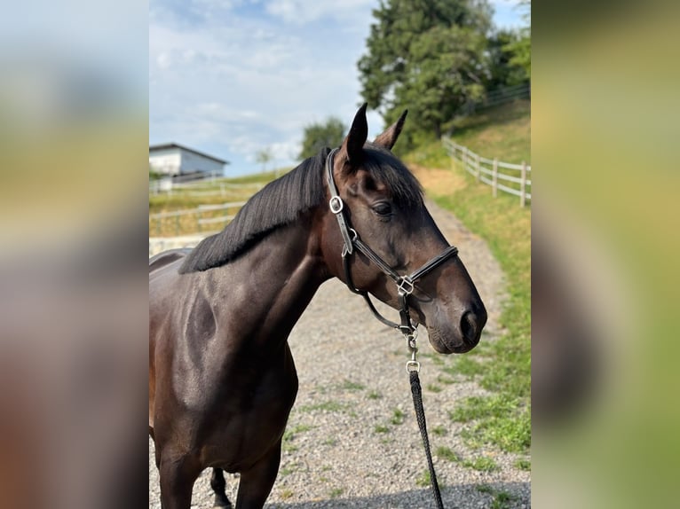 Englisches Vollblut Stute 6 Jahre 161 cm Dunkelbrauner in Feldbach