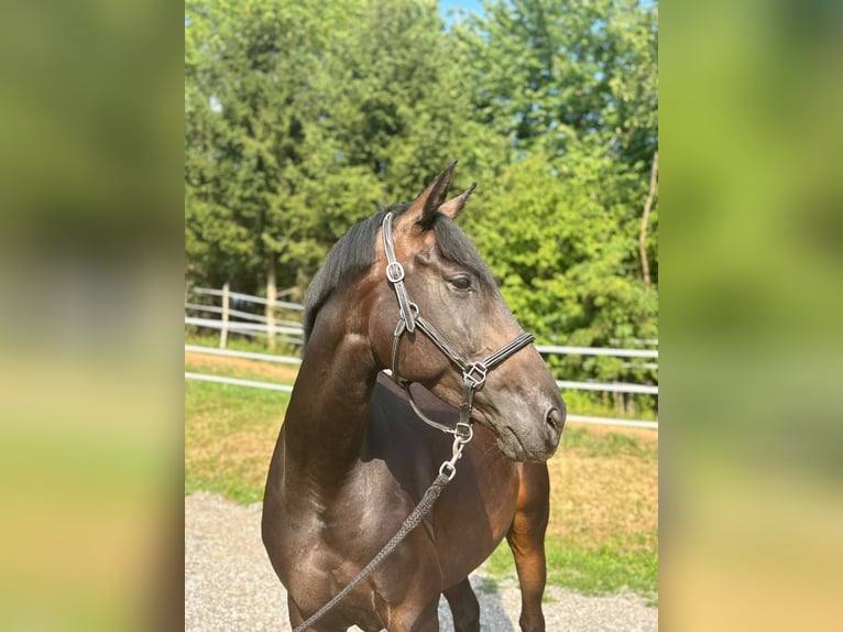 Englisches Vollblut Stute 6 Jahre 161 cm Dunkelbrauner in Feldbach