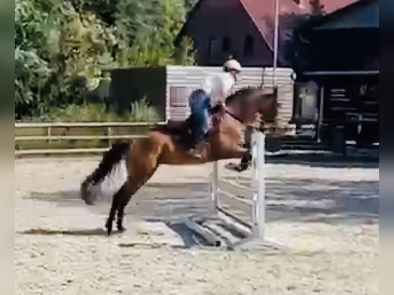 Englisches Vollblut Stute 6 Jahre 163 cm Brauner in Schwarme