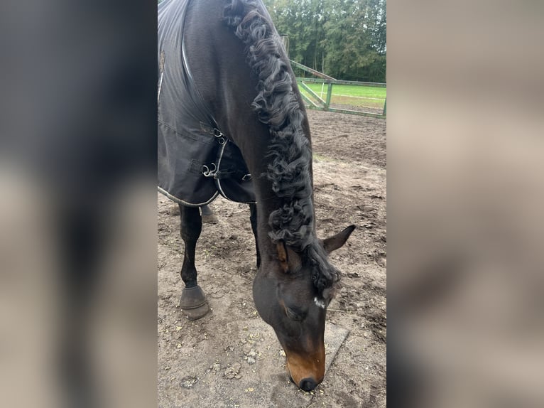 Englisches Vollblut Stute 6 Jahre 163 cm Dunkelbrauner in Potsdam
