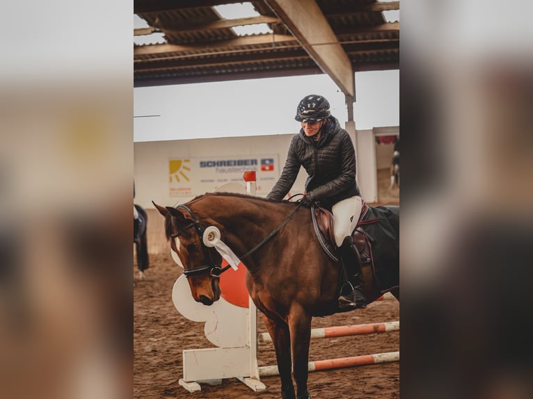 Englisches Vollblut Stute 6 Jahre 163 cm Dunkelbrauner in Hassendorf