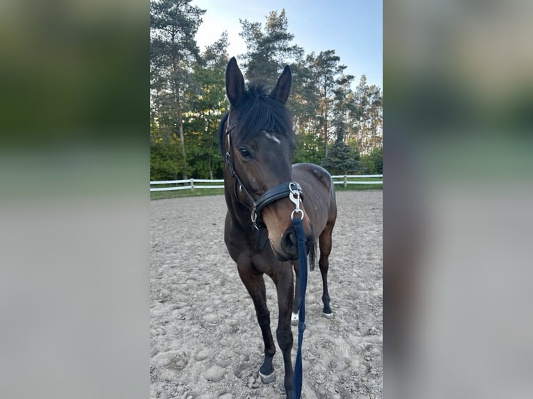 Englisches Vollblut Stute 6 Jahre 163 cm Dunkelbrauner in Potsdam