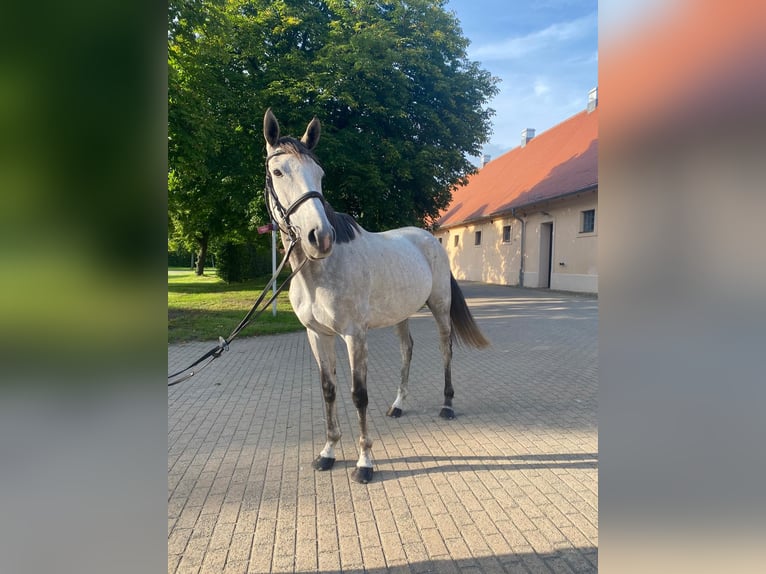 Englisches Vollblut Stute 6 Jahre 163 cm Fliegenschimmel in St&#xFC;denitz-Sch&#xF6;nermark