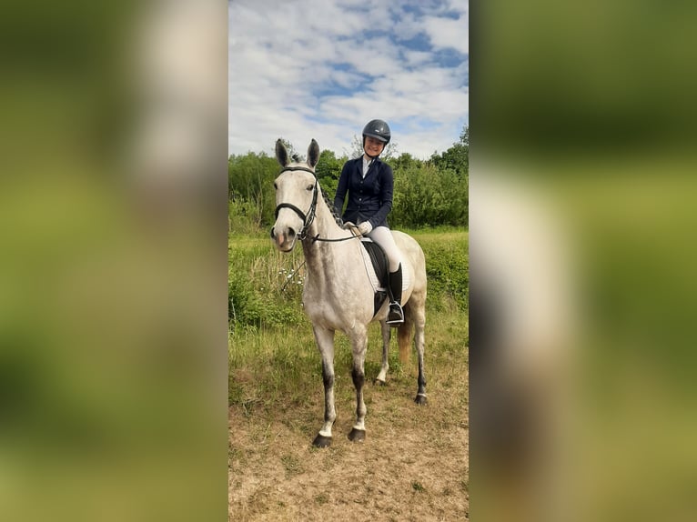 Englisches Vollblut Stute 6 Jahre 163 cm Fliegenschimmel in St&#xFC;denitz-Sch&#xF6;nermark