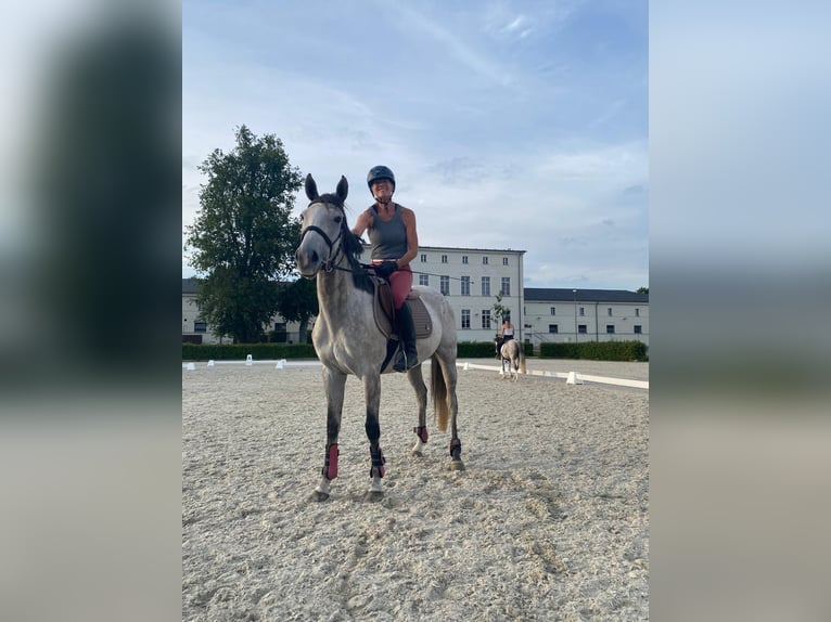 Englisches Vollblut Stute 6 Jahre 163 cm Fliegenschimmel in St&#xFC;denitz-Sch&#xF6;nermark