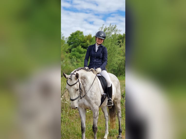 Englisches Vollblut Stute 6 Jahre 163 cm Fliegenschimmel in St&#xFC;denitz-Sch&#xF6;nermark