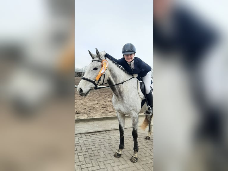 Englisches Vollblut Stute 6 Jahre 163 cm Fliegenschimmel in St&#xFC;denitz-Sch&#xF6;nermark