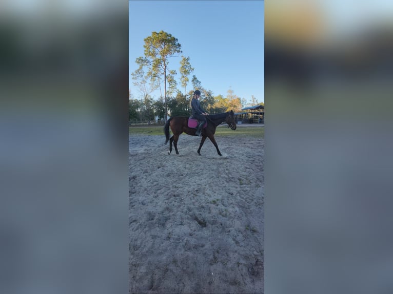 Englisches Vollblut Stute 6 Jahre 163 cm Rotbrauner in Bunnell