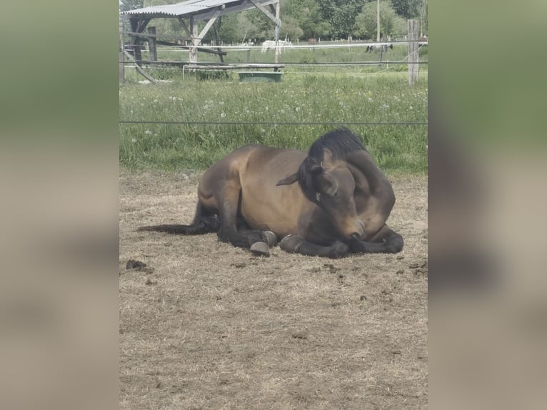 Englisches Vollblut Stute 6 Jahre 163 cm Schwarzbrauner in Bouvignies