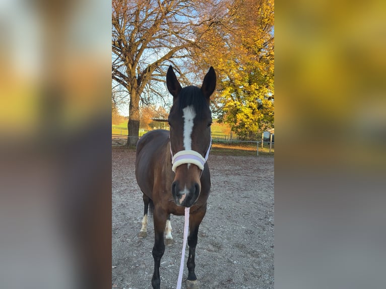 Englisches Vollblut Stute 6 Jahre 164 cm Brauner in Osterzell