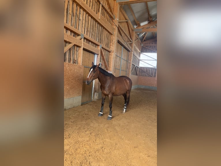 Englisches Vollblut Stute 6 Jahre 164 cm Brauner in Osterzell