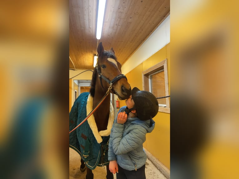 Englisches Vollblut Stute 6 Jahre 164 cm Brauner in Zielona G&#xF3;ra