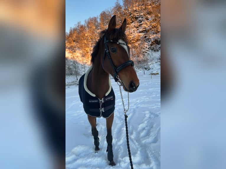 Englisches Vollblut Stute 6 Jahre 164 cm Brauner in Zielona G&#xF3;ra