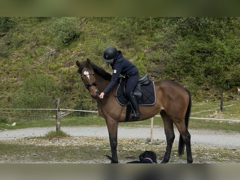 Englisches Vollblut Stute 6 Jahre 164 cm Brauner in Zielona G&#xF3;ra