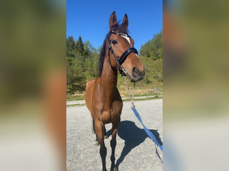 Englisches Vollblut Stute 6 Jahre 164 cm Brauner in Zielona G&#xF3;ra